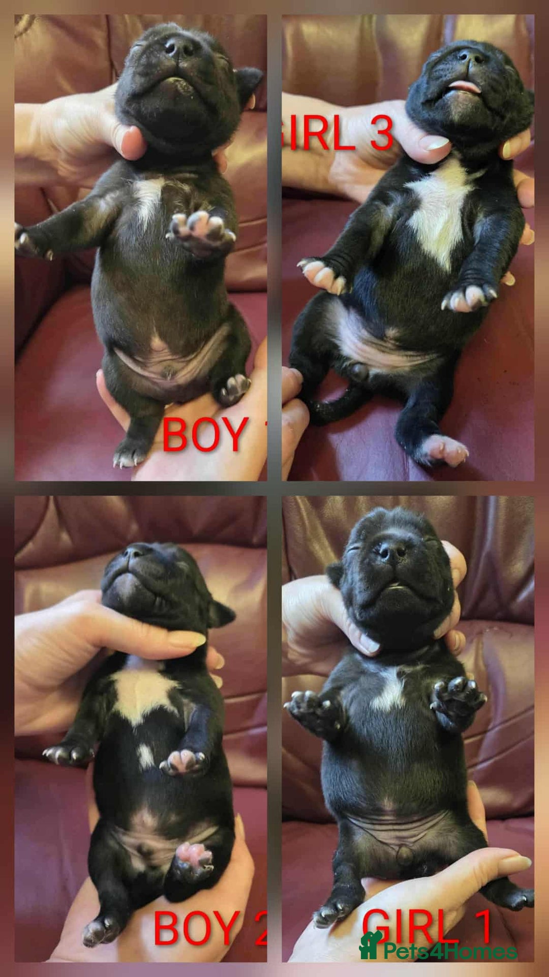 Staffordshire Bull Terrier dogs for sale: KC registered Champions Bloodline Show Quality  - Image 2