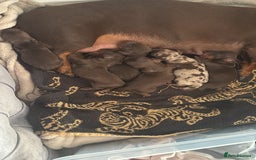 Dachshund dogs for sale: Mini long and smooth hair dachshund puppies  - Image 1