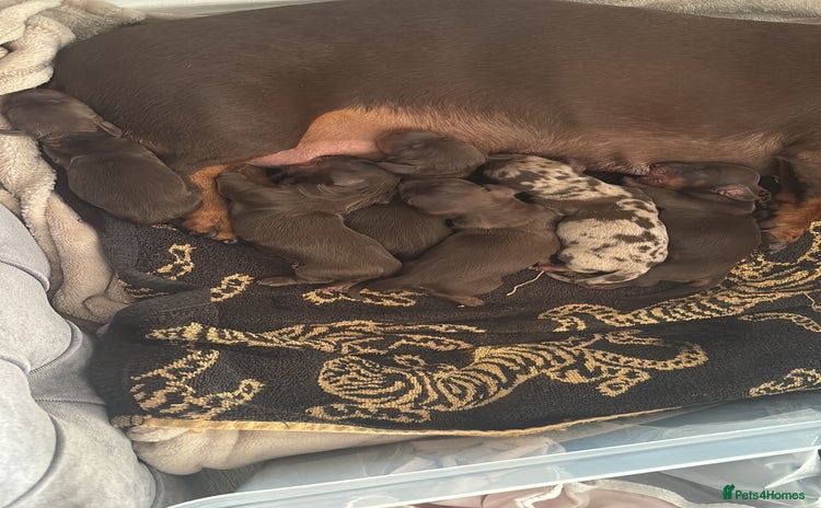 Dachshund dogs - Advert 2