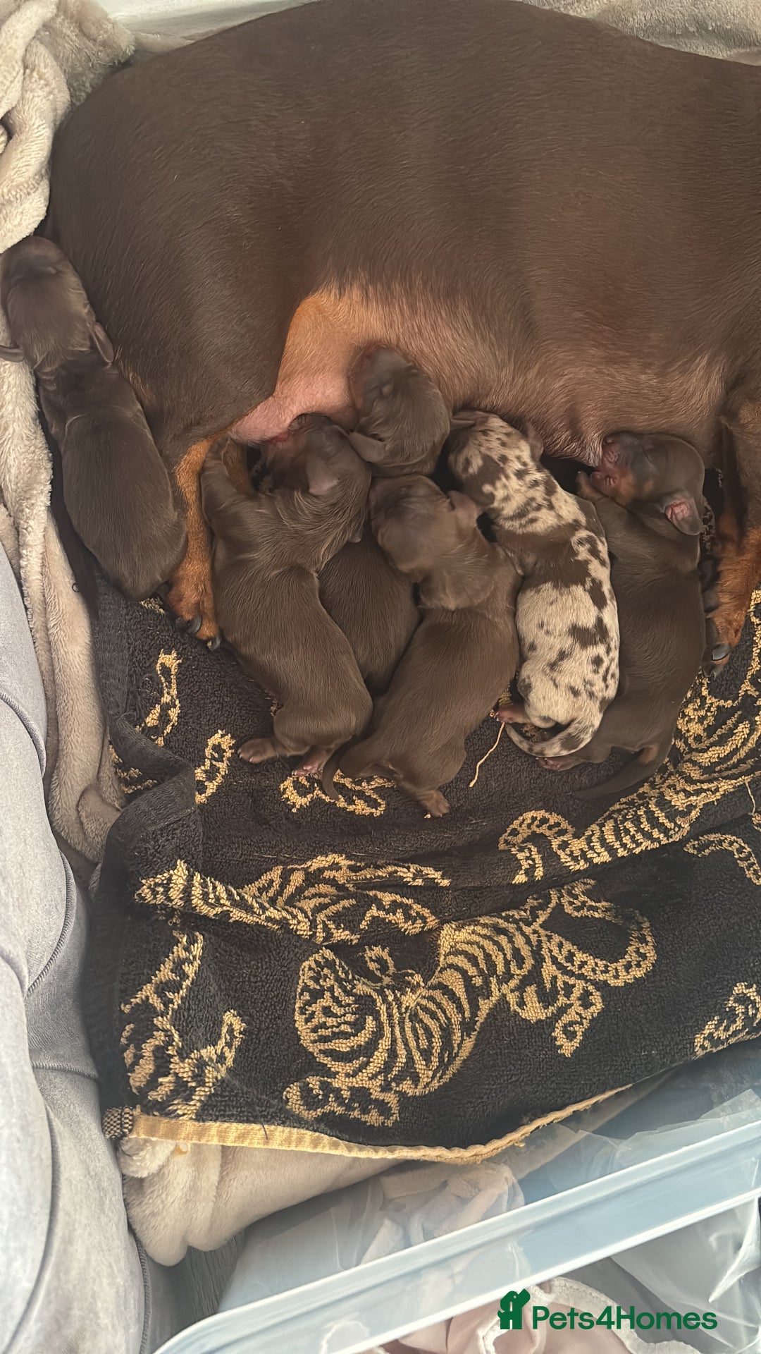 Dachshund dogs for sale: Mini long and smooth hair dachshund puppies  - Image 1