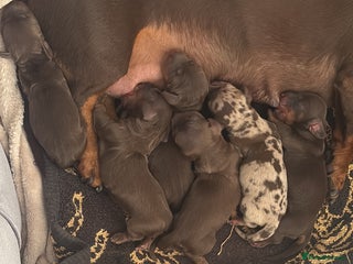 Dachshund dogs - Advert 13