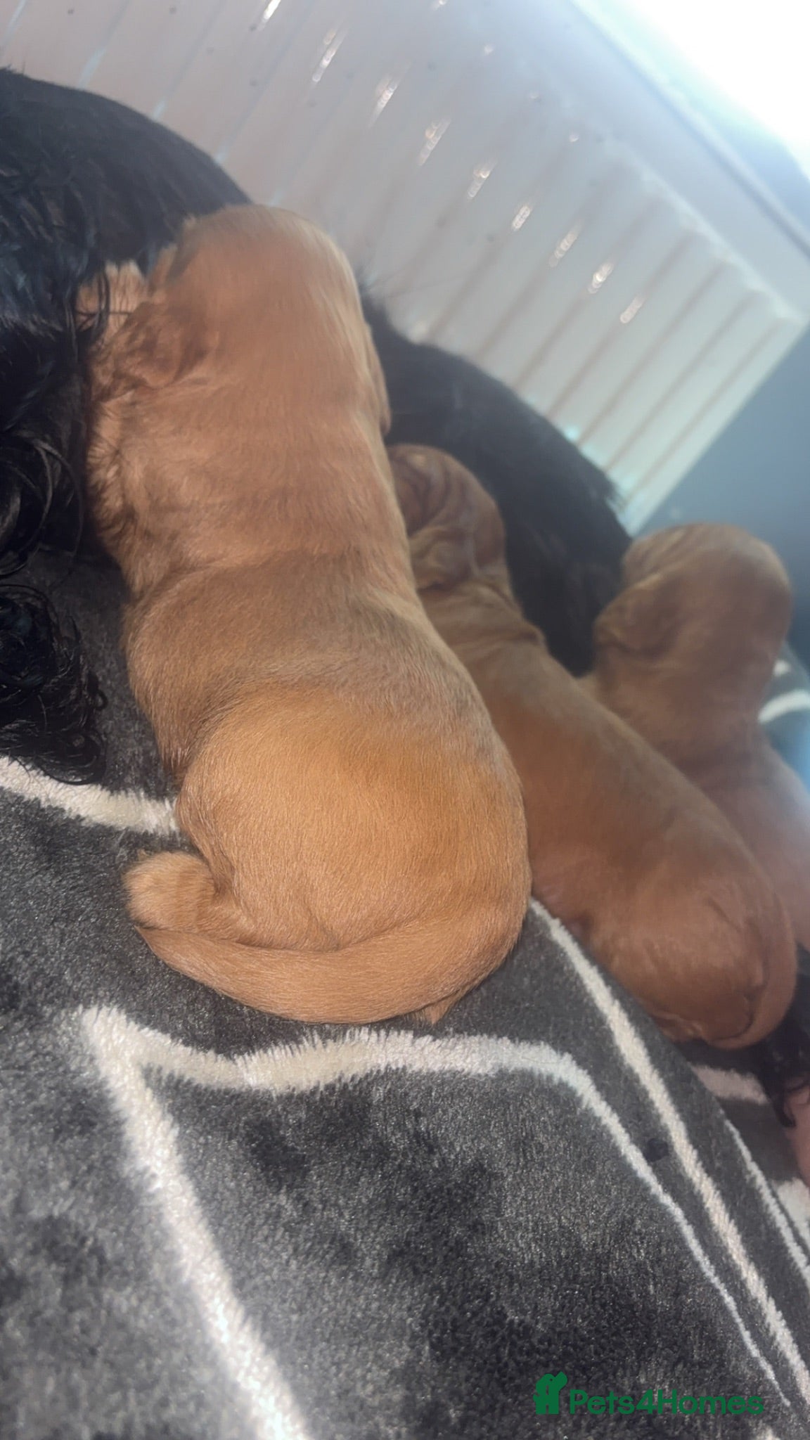 Cocker Spaniel dogs Cocker spaniel pups - Advert 4