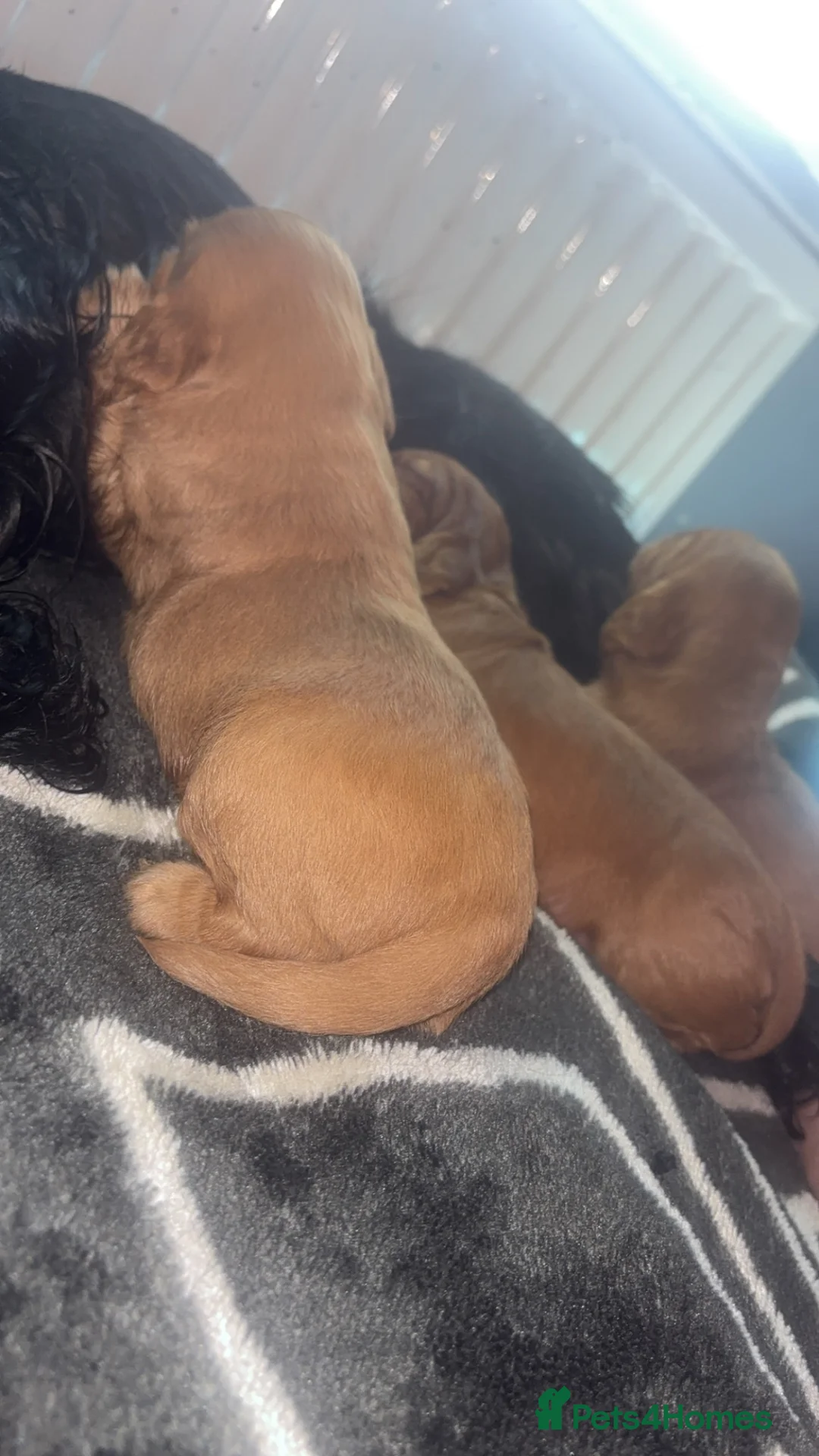 Cocker Spaniel dogs for sale: Cocker spaniel pups - Advert 1