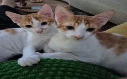 Mixed Breed cats for adoption: BOB &HARLEY BONDED BROTHERS NEUTERED FULL OF FUN  - Image 1
