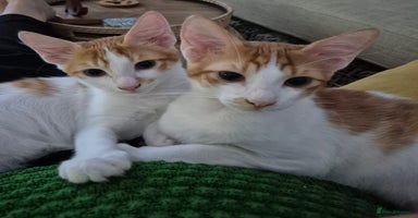 Mixed Breed cats BOB THAT PLAYS FETCH THE BALL &HARLEY   - Advert 3