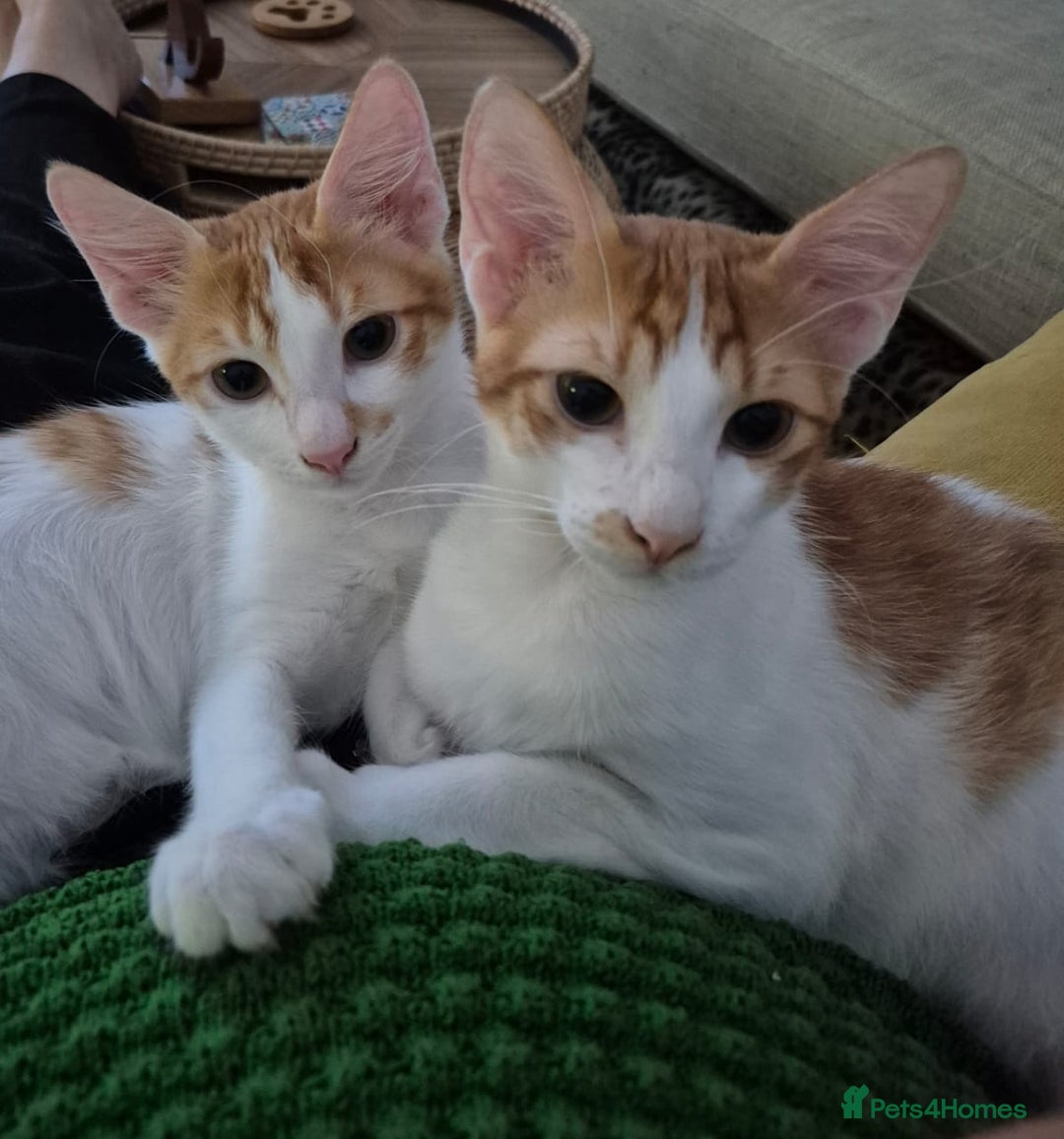 Mixed Breed cats for adoption: BOB &HARLEY BONDED BROTHERS NEUTERED FULL OF FUN  - Image 1