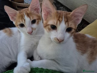 Mixed Breed cats BOB THAT PLAYS FETCH THE BALL &HARLEY - Advert 4