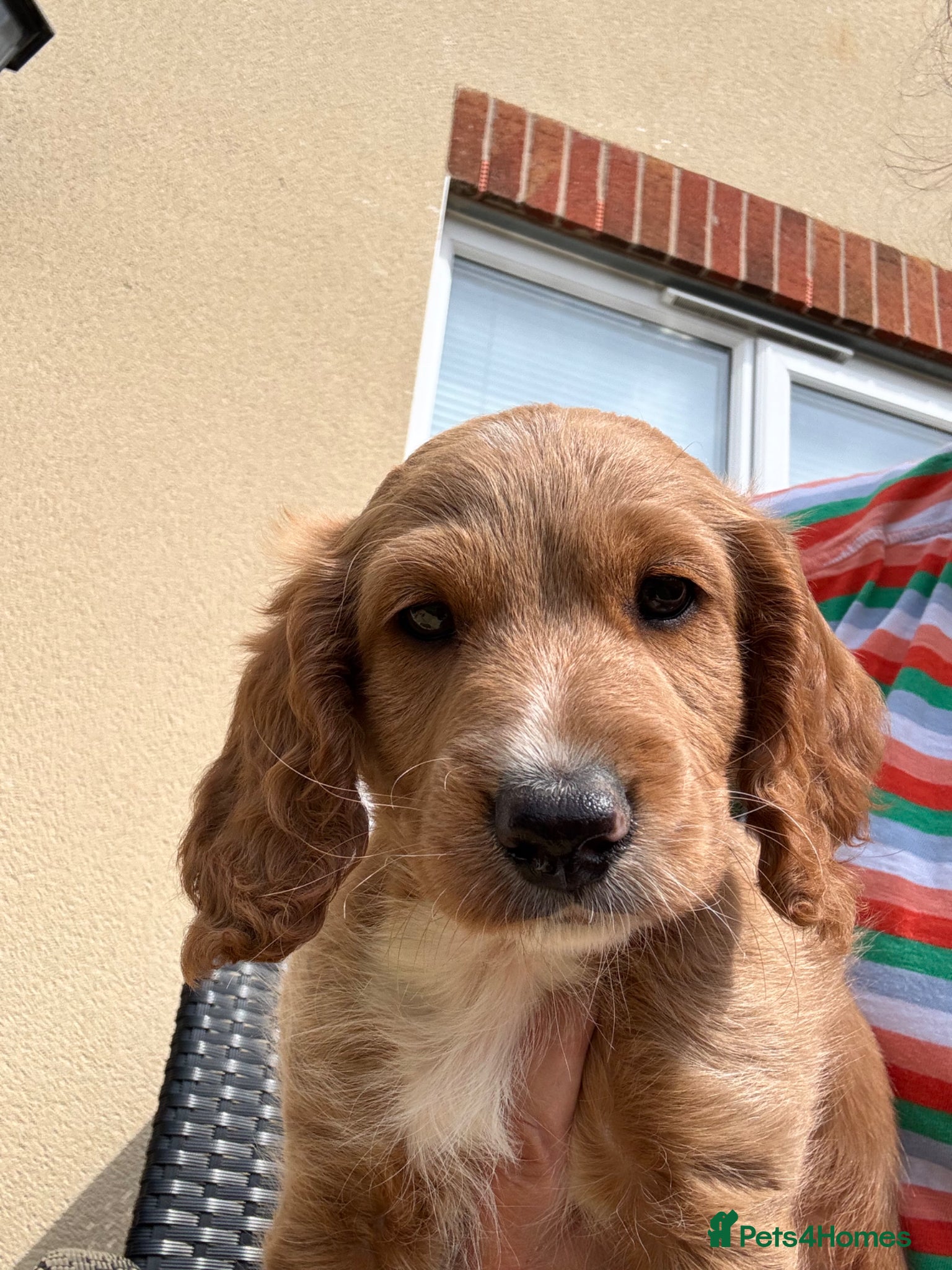 Cockapoo dogs Adorable Male Cockapoo Puppy for Sale 🐾 - Advert 1
