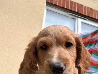 Cockapoo dogs Adorable Male Cockapoo Puppy for Sale 🐾 - Advert 10