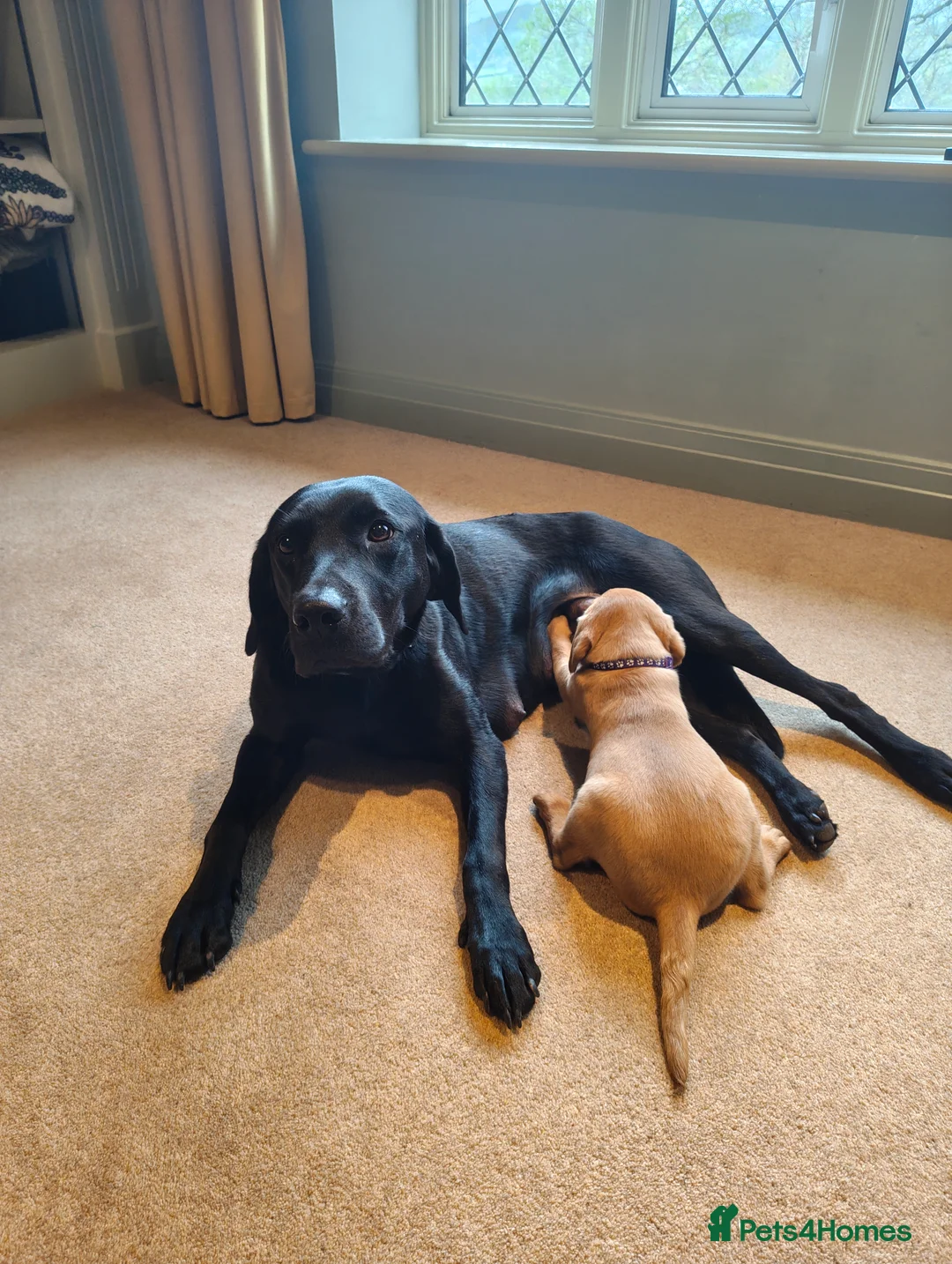 Labrador Retriever dogs for sale: Litter of fox red and black Labrador puppies  - Advert 2