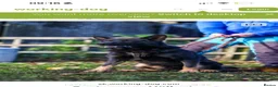 German Shepherd dogs for sale: Male German Shepherd  - Advert 4