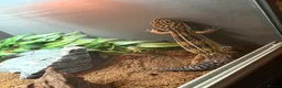 Leopard Gecko reptiles for sale: Female and Male Leopard Geckos For Sale - Advert 4