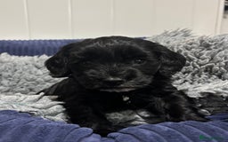 Cockapoo dogs for sale: F2 cockapoo’s (last girl) - Advert 1