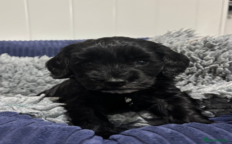 Cockapoo dogs F2 cockapoo’s (last girl) - Advert 12