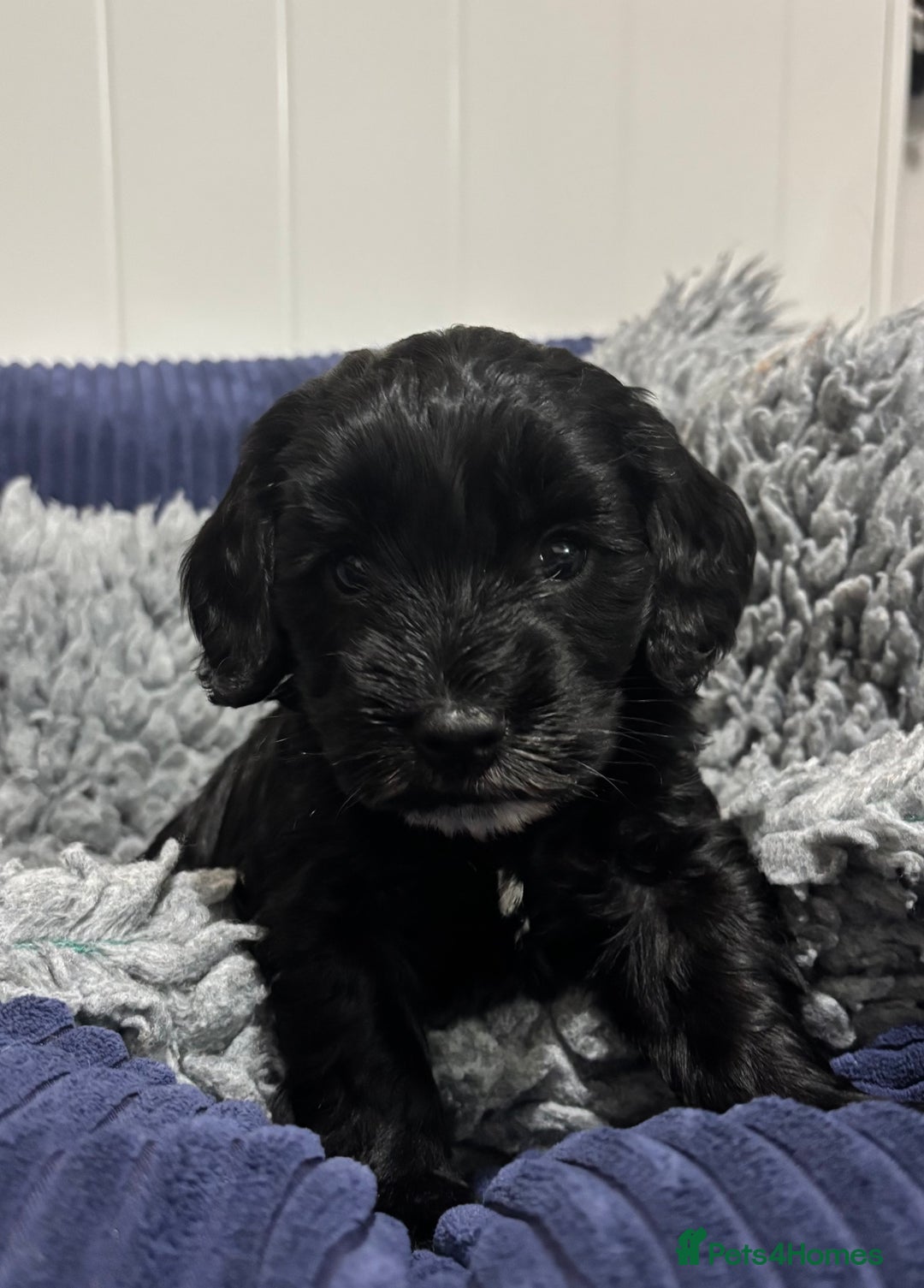 Cockapoo dogs for sale: F2 cockapoo’s (last girl) - Advert 1