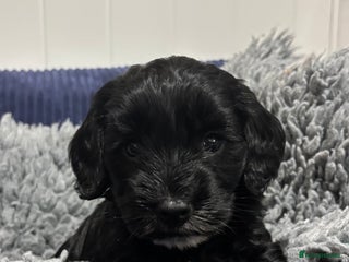 Cockapoo dogs F2 cockapoo’s (last girl) - Advert 3