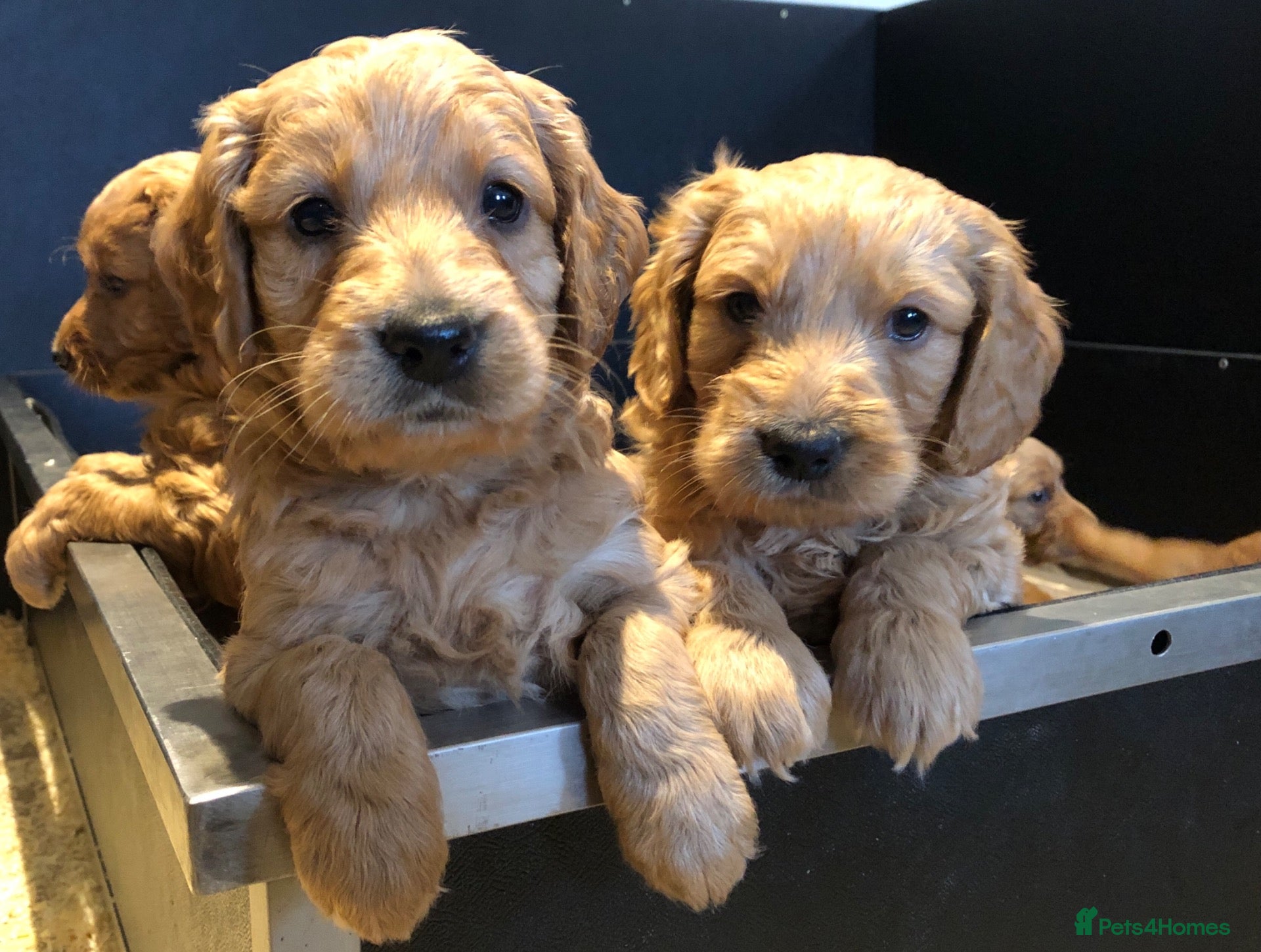 Mini Goldendoodle dogs for sale: Fox Red F1 Miniature Goldendoodle 100% DNA Clear - Advert 1