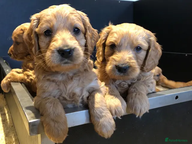 Mini Goldendoodle dogs for sale: Fox Red F1 Miniature Goldendoodle 100% DNA Clear - Advert 1