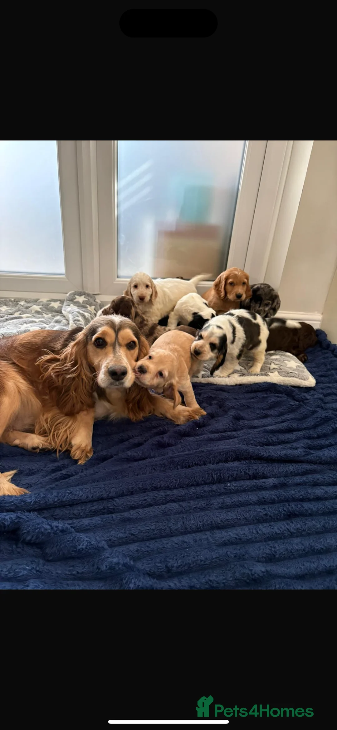 Cocker Spaniel dogs for sale: Stunning Show type KC reg DNA tested clear  - Advert 9