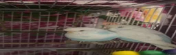 Budgerigars birds for sale: Budgies🩷🩵 in Rotherham - Advert 1
