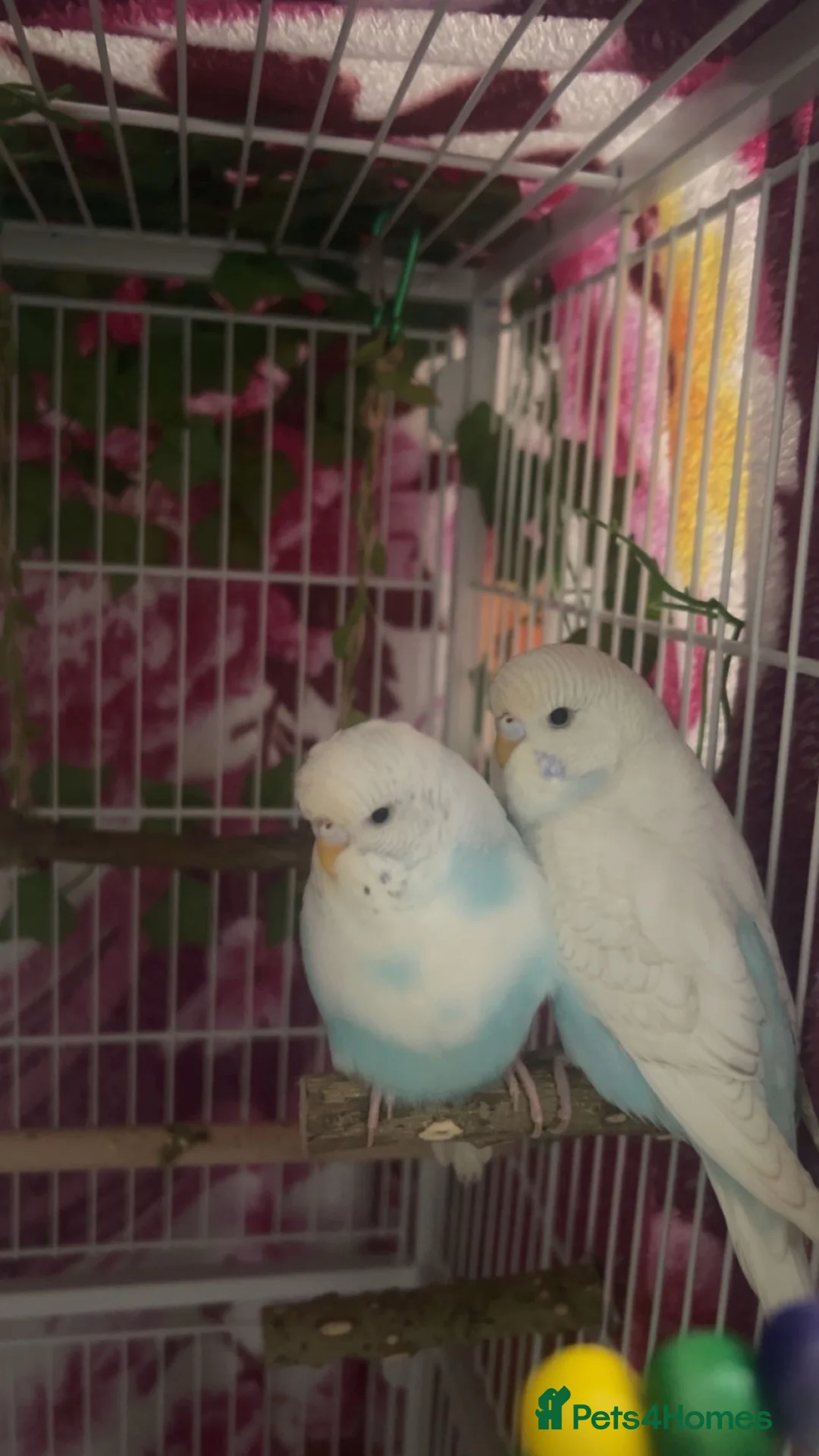 Budgerigars birds for sale: Budgies🩷🩵 in Rotherham - Advert 1