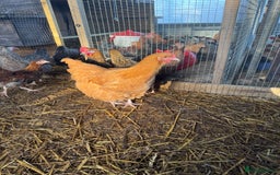 Chickens poultry for sale: Buff Orpington Trio - Image 3