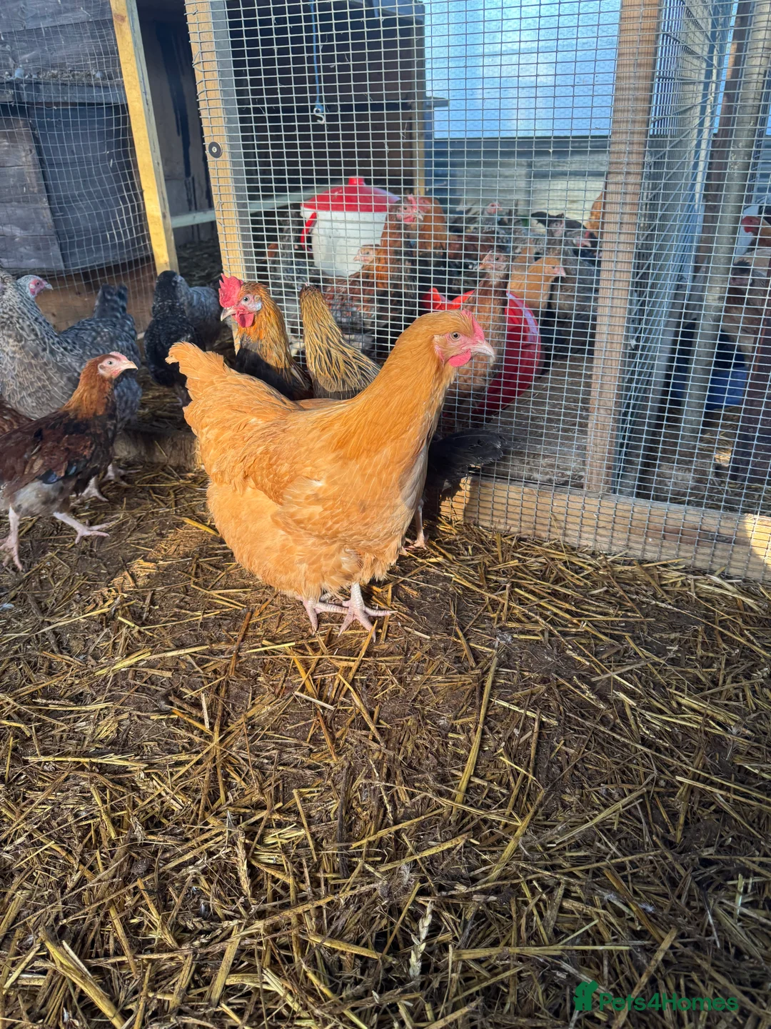 Chickens poultry for sale: Buff Orpington Trio - Advert 3