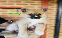Pomsky dogs for sale: Ready now -Stunning F4 Pomskies, 6kg as adults  - Image 27