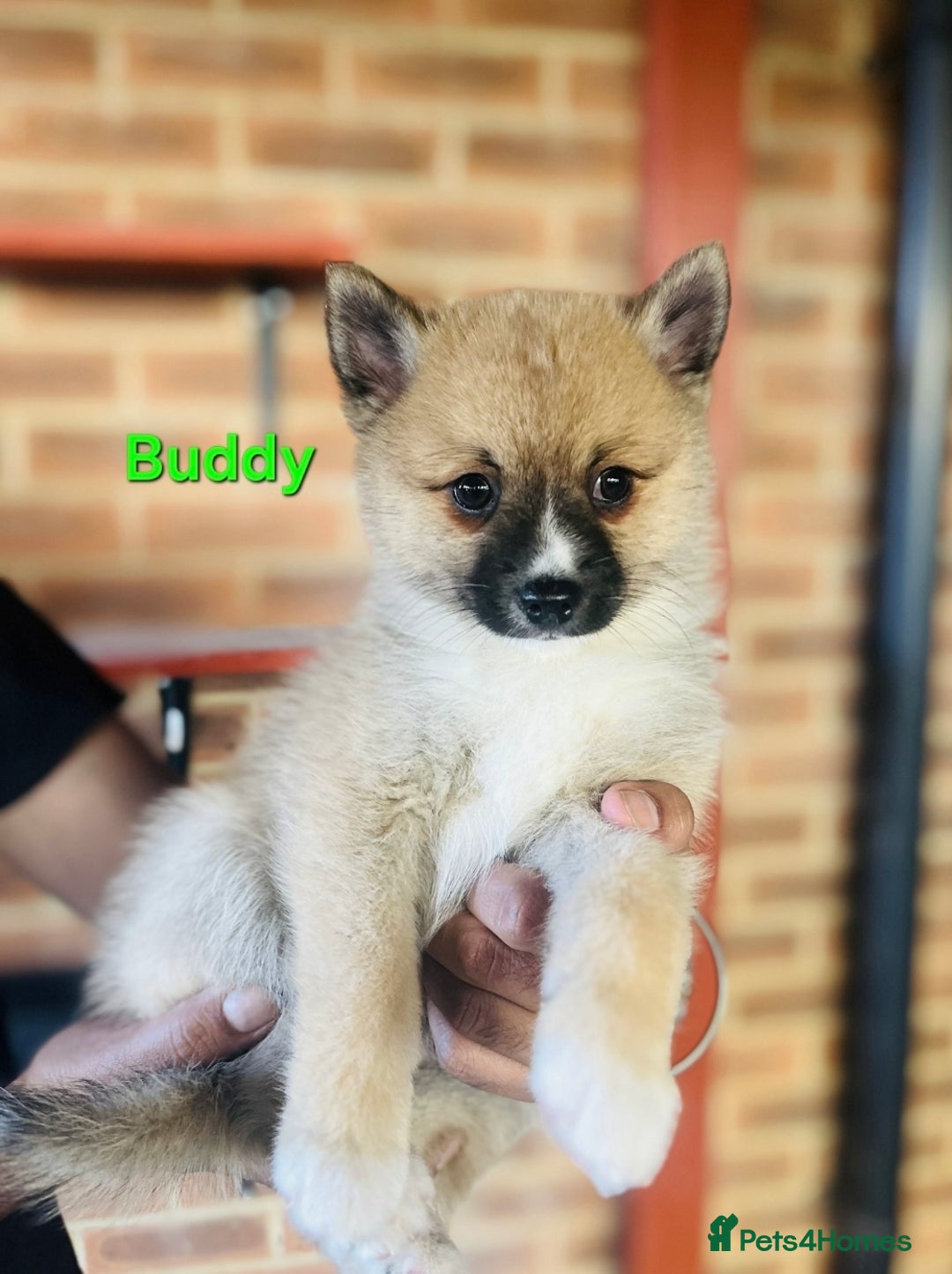 Pomsky dogs for sale: Ready now -Stunning F4 Pomskies, 6kg as adults  - Image 27
