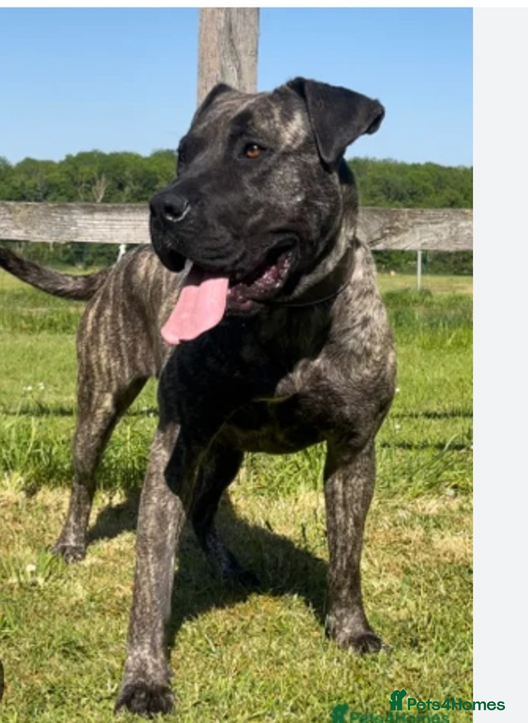 Presa Canario dogs for sale: Presa canario  - Image 4