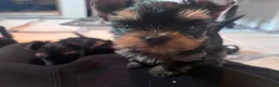 Yorkshire Terrier dogs for sale: Miniature yorkie 3 girls dad champion bloodline  - Advert 11