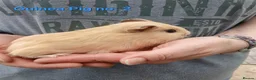 Guinea Pig rodents for sale: Cute 6 week old male guinea pigs - ginnywiggles - Advert 4