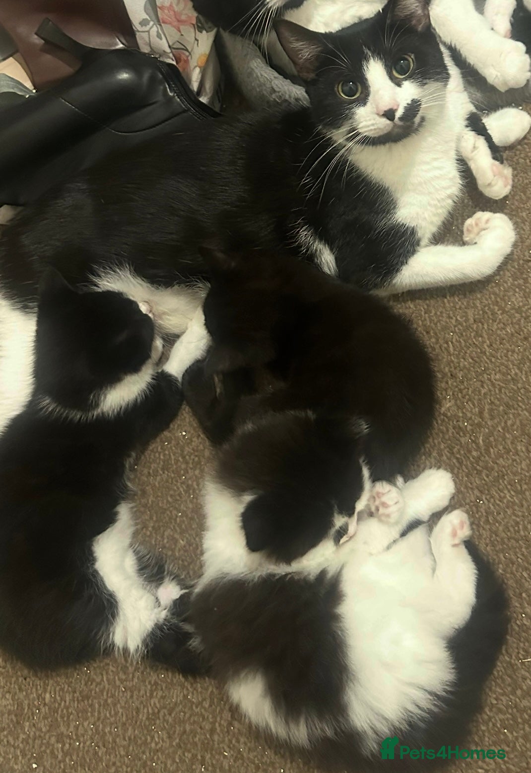 Domestic Shorthair cats Beautiful Kittens looking for Forever Home! - Advert 1