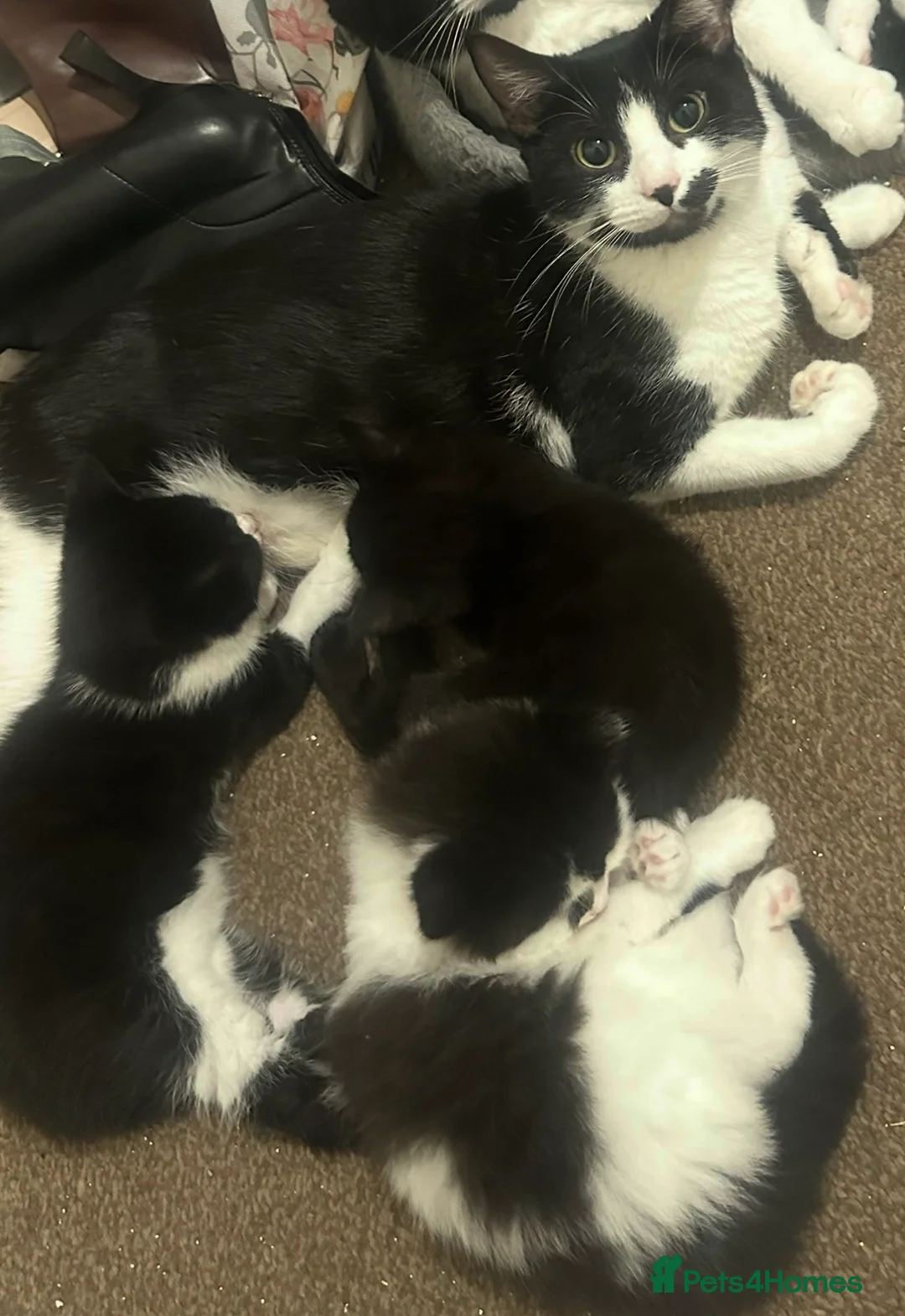 Domestic Shorthair cats for sale: Beautiful Kittens looking for Forever Home! - Advert 1