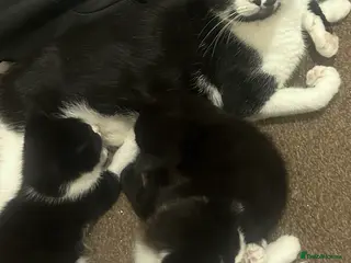 Domestic Shorthair cats Beautiful Kittens looking for Forever Home! - Advert 16