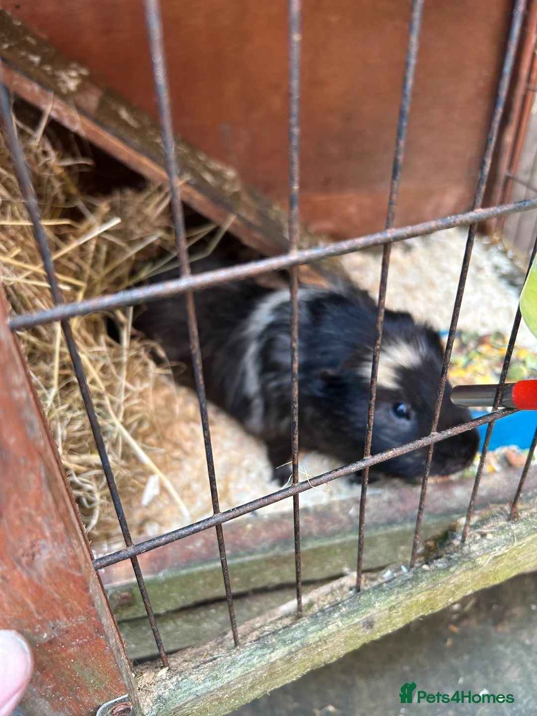Guinea Pig rodents for sale: Two Guinea pigs looking for a loving home  in Wrexham - Advert 1