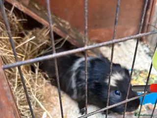 Guinea Pig rodents Two Guinea pigs looking for a loving home - Advert 9