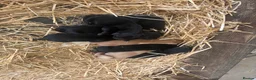 Springador dogs for sale: Springador/labrador puppies for sale  - Advert 6