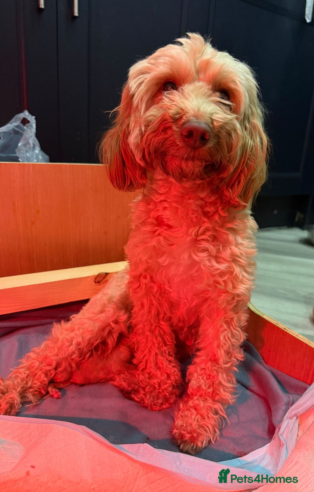 Cockapoo dogs for sale: Top quality F1b Toy Cockapoo puppies - Advert 3