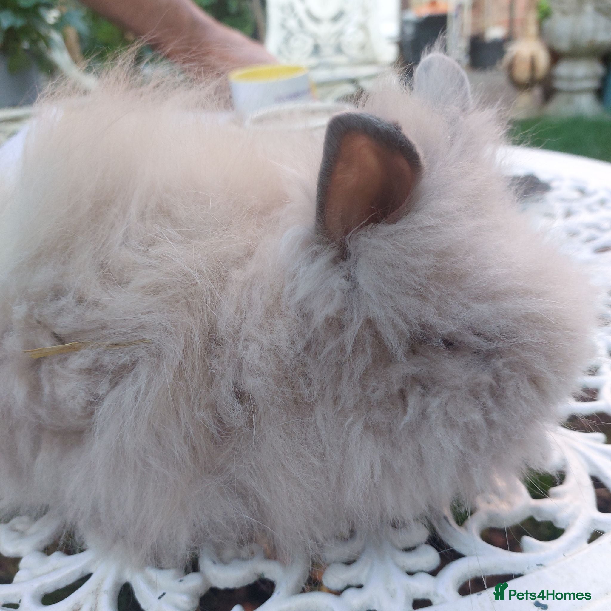 Angora rabbits PUREBRED TEDDYDWERG BABIES  - Advert 1