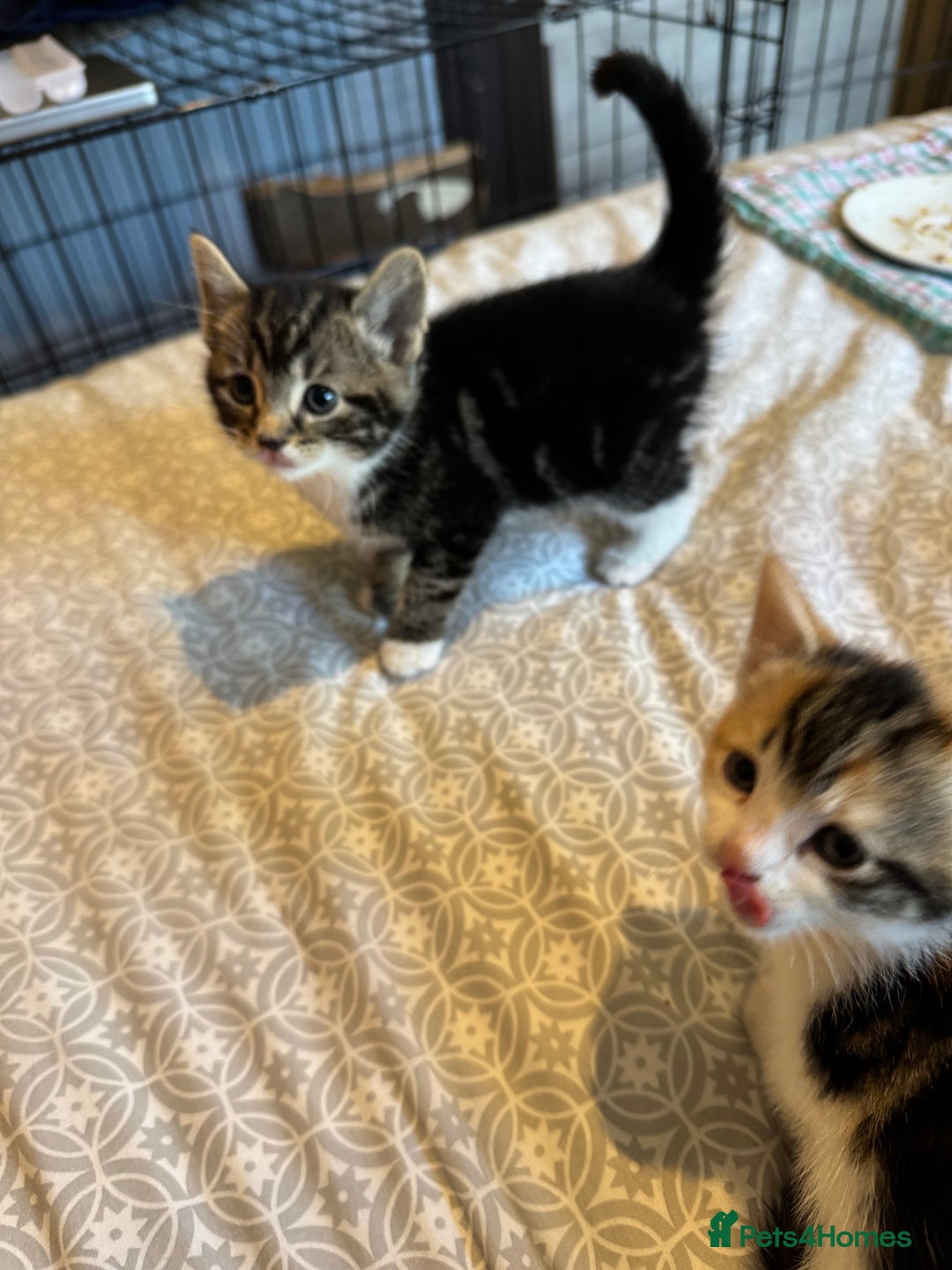 British Shorthair cats for sale: Kittens for sale  - Image 8