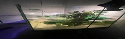 Turtle reptiles for sale: Musk Turtle - Advert 6
