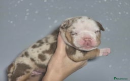 English Bulldog dogs for sale: Beautiful Litter Of New English Bulldog Puppies - Image 12