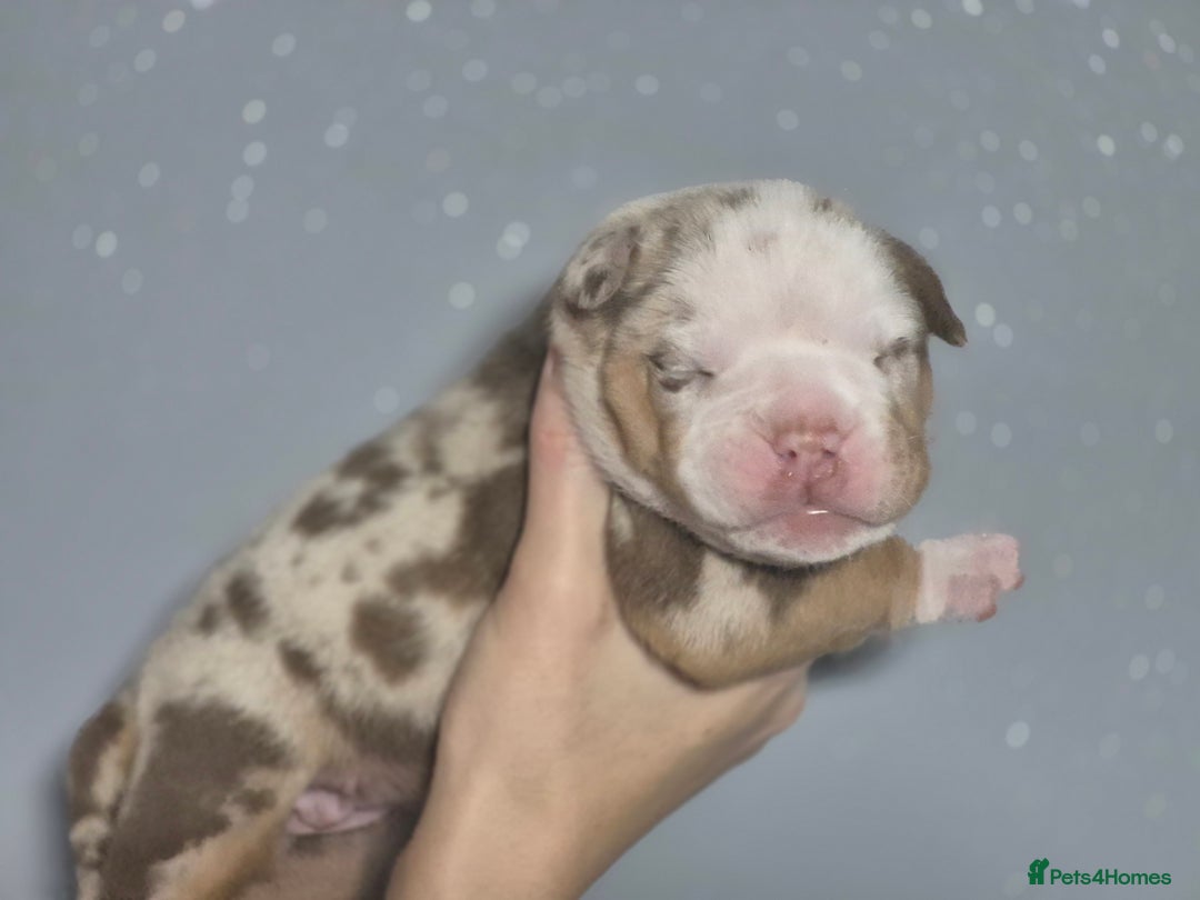 English Bulldog dogs for sale: Beautiful Litter Of New English Bulldog Puppies - Image 12