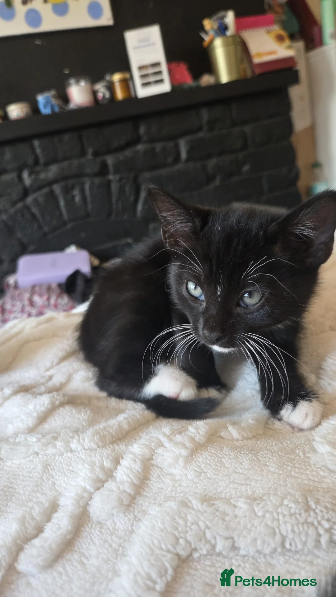 Mixed Breed cats for sale: 10 week old playful kittens - Advert 2