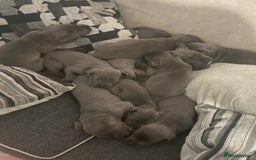 Cane Corso dogs for sale: Beautiful Cane Corso puppies for sale  - Image 18