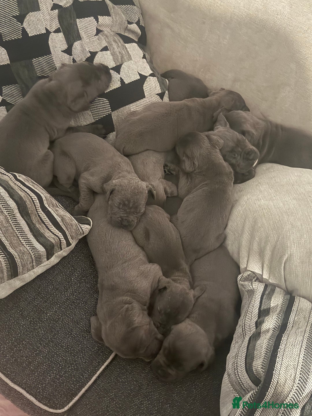 Cane Corso dogs for sale: Beautiful Cane Corso puppies for sale  - Image 18