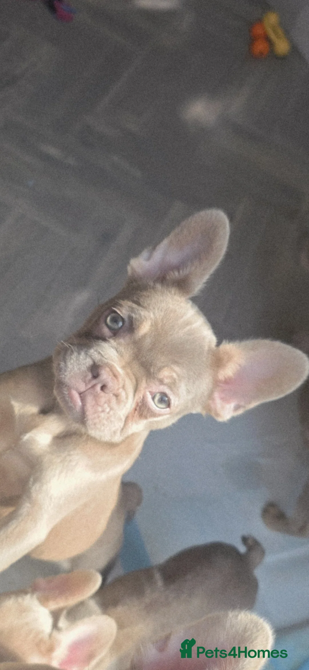French Bulldog dogs for sale: 'New shade isabella' French bulldog puppys 😍 in Lancing - Advert 1
