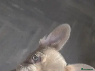 French Bulldog dogs 'New shade isabella' French bulldog puppys 😍 - Advert 1