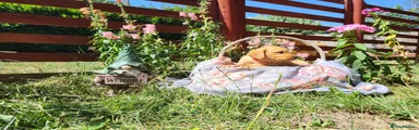 Springador 2